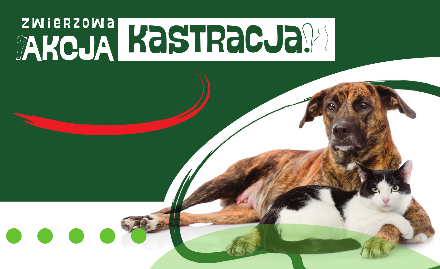 Zdjęcia psa i kota